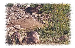 Marmotte nei pressi del Rifugio Gabiet